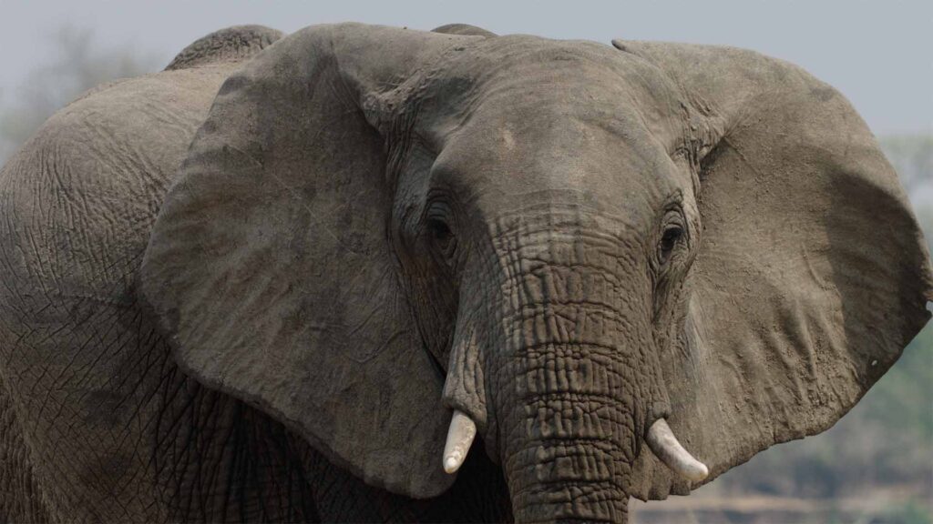 ELEFANTE