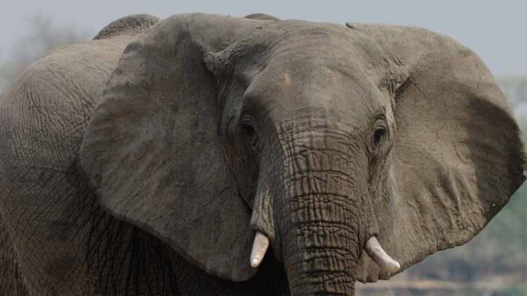 ELEFANTE